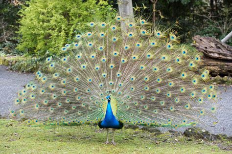 Peacock's train is not such a drag afterall: Flight unchanged with and without plumage The Sacrifice, The Peacock, Birds Flying, Peacocks, Interesting Articles, The Birds, Feathers, Flight, Birds