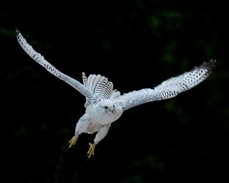 Falcon Art, White Falcon, High School Science Teacher, Beautiful Field, Hatching Chicks, Save Wildlife, Burrowing Owl, English Royal Family, Big Game Hunting