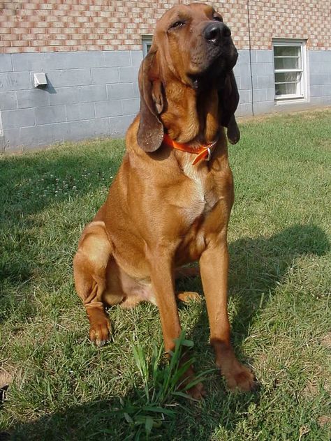 majestic tree hound Hound Dog Breeds, Majestic Tree, Puppy Find, Diy Cups, Different Dogs, Hound Dog, Dog House, Dog Care, Best Dogs