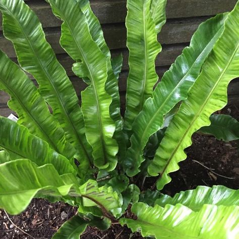 Asplenium scolopendrium Asplenium Scolopendrium, Plant Identification, Free Plants, Love Garden, Power To The People, Outdoor Design, Design Working, Fern, Flower Garden