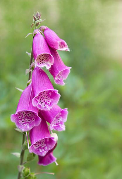 Foxglove Drawing Simple, Fox Gloves Flower, Fox Glove Flower, Foxglove Illustration, Botanic Photography, Poisonous Flowers, Fox Gloves, Foxglove Flower, Foxglove Flowers