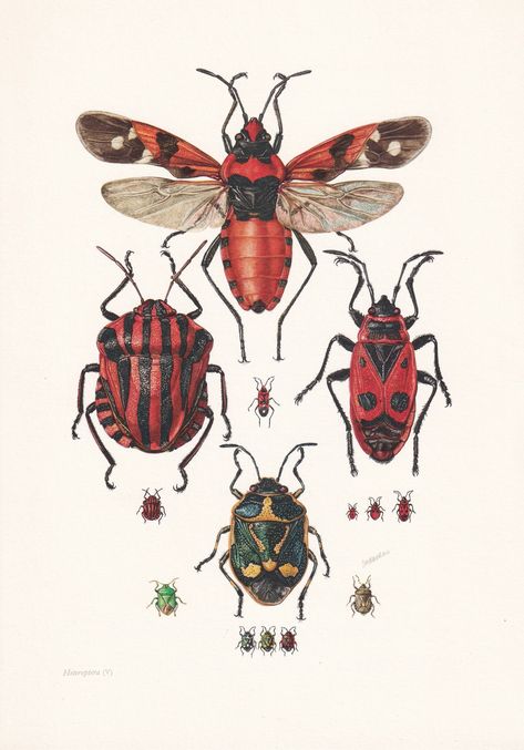 For more insect prints from this series: https://www.etsy.com/uk/shop/BidefordAntiques?search_query=1960+insect 𝐀𝐁𝐎𝐔𝐓 𝐓𝐇𝐈𝐒 𝐏𝐑𝐈𝐍𝐓: The size of the print is 7.5 x 10.6 inches, or 27 x 19 cm. An ORIGINAL vintage print published in 1960/1961. It is printed on lovely, thick card. On the back of the print, a scientific explanation is given in French (because the card is thick, it doesn't show through). BUY 3 ITEMS, GET 33% OFF: APPLIED AUTOMATICALLY 𝐀𝐁𝐎𝐔𝐓 𝐘𝐎𝐔𝐑 𝐏𝐔𝐑𝐂𝐇𝐀𝐒𝐄: Insect Illustration, Vintage Bug Poster, Entomology Illustration, Red Insects, Scientific Illustration Bugs, Vintage Entomology Illustration, Vintage Insect Prints, Shield Bugs, Bug Print