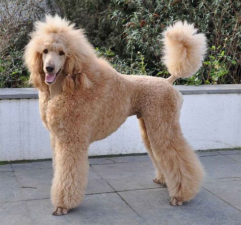 Apricot Poodle Standard, Poodle Mohawk Dog Grooming, Standard Poodle Haircut Styles, Poodle Hairstyles, Apricot Standard Poodle, Standard Poodle Haircuts, Apricot Poodle, Poodle Haircut Styles, Poodle Doodle