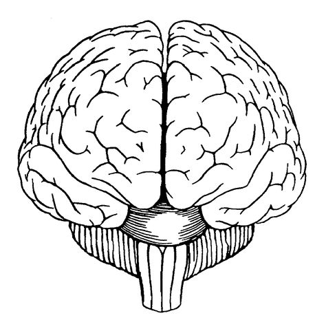 Brain Diagram Front View Brain Drawing Simple, Lineart Coloring, Brain Diagram, Brain Drawing, Brain Tattoo, Brain Anatomy, Brain Art, The Human Brain, Drawing Heads