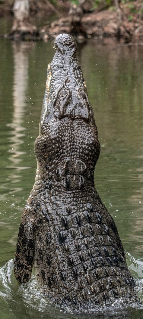 Picture of a mighty crocodile.#animal #reptile #mighty #crocodile Nile Crocodile Photography, Crocodile Reference, Crocodile Photography, Crocodile Aesthetic, Crocodile Dragon, African Crocodile, Crocodile Facts, Estuarine Crocodile, Crocodile Pictures