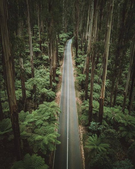 💚 Melbourne, Victoria, Australia.  Follow @folkscenery for more! Photo by @finmatson #folkscenery Victoria Australia, Travel Insurance, Pilgrimage, Nature Travel, Vacation Destinations, Land Scape, Special Event, Everyday Life, See Photo