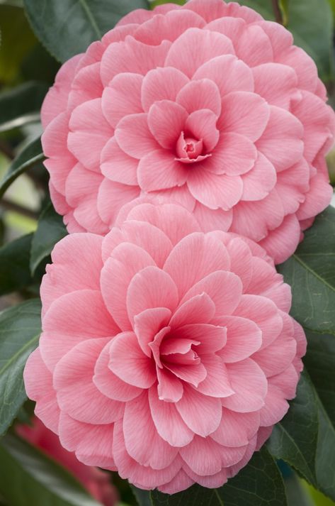 Camellia japonica Camelia Flower, Best Flower Pictures, Camellia Japonica, Beautiful Pink Flowers, Camellia Flower, The Secret Garden, Beautiful Flowers Garden, Beautiful Flowers Wallpapers, Beautiful Flower Arrangements