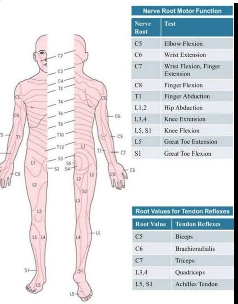 Dermatomes and Myotomes | Physical therapy school Medical websites Physical therapy Physical Therapy Assistant Student, Pta Programs, Nerve Anatomy, Medical Websites, Physical Therapy School, Physical Therapy Student, Sports Massage Therapy, Mens Fitness Motivation, Physical Therapist Assistant