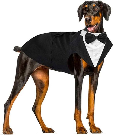 The suit costume is the ideal costume to show of at the next Party or event Formal Dog, Elegant Dog, Dog Wedding Attire, Mini Pinscher, Dog Tuxedo, Bow Tie Shirt, Bandana Bow, Suit Costume, Dog Suit