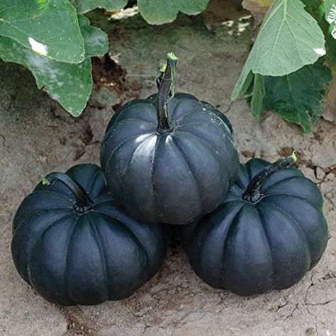 Black Pumpkins, Pumpkin Family, Fancy Decor, Plant Care Instructions, Healthy Seeds, Black Pumpkin, Heirloom Vegetables, Blue Pumpkins, Powdery Mildew