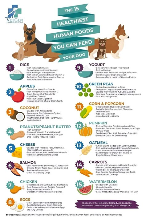 Human Foods For Dogs, Human Food For Dogs, Pet Food Recipes, Dog Food Ideas, Foods For Dogs, Pup Treats, Foods Dogs Can Eat, Dog Food Homemade, Easy Dog Treat Recipes