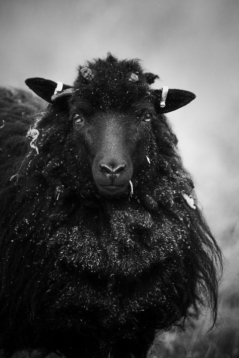 Blairgowrie Scotland, Sheep Photography, Creative Vision Boards, King Bee, The Lost Sheep, Lost Sheep, Wild Animals Pictures, Black Sheep, White Photos