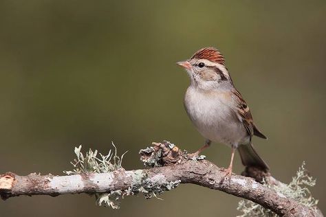 Chipping Sparrow Chipping Sparrow, Sparrow Bird, Backyard Birds, Little Birds, Birds, Animals