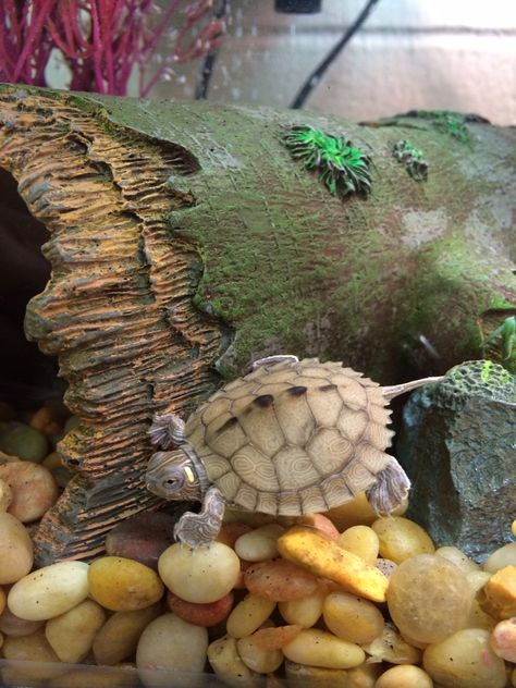 Baby turtle. Mississippi map turtle Mississippi Map Turtle, Turtle Aquarium, Map Turtle, Turtle Habitat, Turtle Time, Baby Sea Turtles, Turtle Pond, Aquatic Turtles, Reptile Terrarium