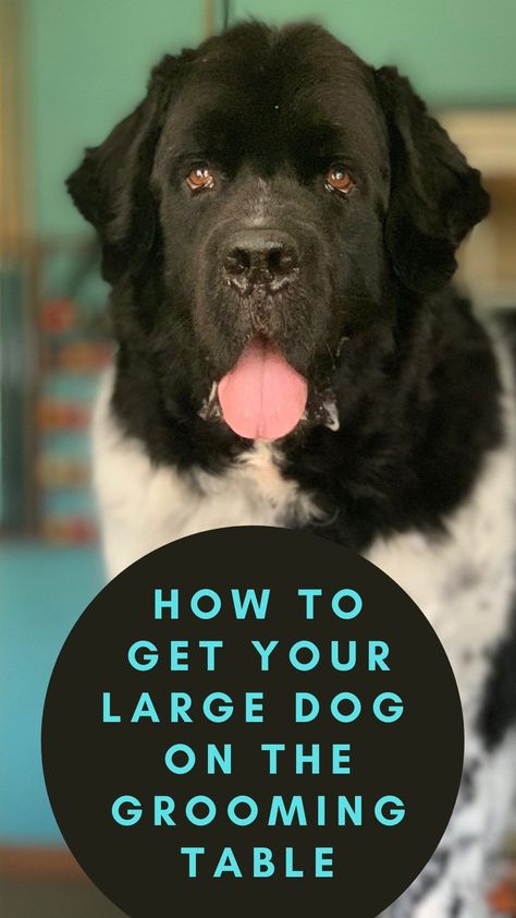 6 Tips On How To Get Your Large Dog On The Grooming Table Dog Grooming Table Ideas, Diy Dog Grooming Table, Dog Bathing Station, Dog Grooming Table, Dog Dryer, Grooming Table, Dog Grooming Styles, Newfoundland Dogs, Dog Pic