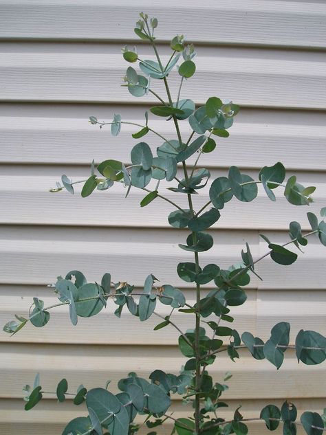 How To Grow Eucalyptus Plants Eucalyptus Plant Indoor, Grow Eucalyptus, Formal Garden Design, Eucalyptus Plant, Plant Indoor, Dried Eucalyptus, Formal Garden, Cut Flower Garden, Formal Gardens