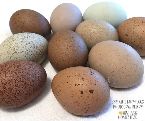 Breeding Speckled Olive Eggers - Silver Homestead Olive Egger Chicken, Chicken Egg Colors, Olive Egger, Easter Eggers, Egg Laying Chickens, Speckled Eggs, Hatching Eggs, Brown Eggs, Bird Eggs