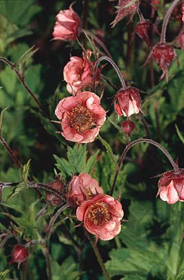 Water Avens, Geum Rivale, Long Blooming Perennials, Sun Garden, Flower Garden Design, Garden Shrubs, Garden Types, Flowers Summer, Herbaceous Perennials