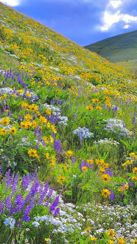 Jubilee ❣️ on Twitter: "convinced this hike is straight out of studio ghibli 🌻🌾🌼🌿🌺 https://t.co/useLZM3Tfq" / Twitter Pnw Flowers, Peeling Wallpaper, Studio Ghibli Inspired, Locked Wallpaper, Inspiring Spaces, Growing Flowers, Types Of Flowers, Flower Field, Studio Ghibli