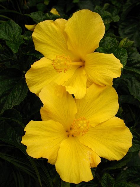 Yellow Hibiscus [Family: Malvaceae] Yellow Hibiscus Flower, Growing Hibiscus, Flowers Hibiscus, Nails Flowers, Hibiscus Rosa Sinensis, Yellow Hibiscus, Hibiscus Plant, Flower Nail Designs, Flower Nail