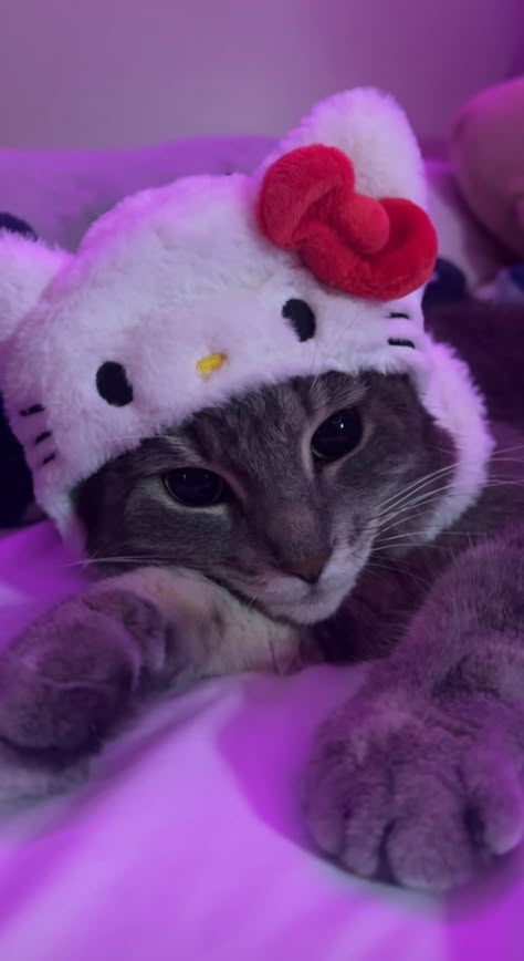 Cute cat with hellokitty hat wallpaper Hat Wallpaper, Pink Wallpaper Hello Kitty, Images Hello Kitty, Hello Kitty Aesthetic, Cute Laptop Wallpaper, Hello Kitty Backgrounds, Silly Cats Pictures, Cute Cats Photos, Baby Kittens