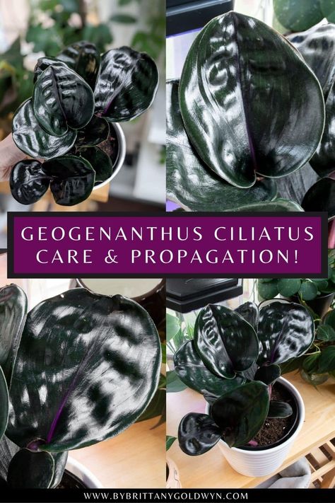 The gorgeous lush, rich, nearly black Geogenanthus Ciliatus (aka Geo Plant) leaves make this a must-have addition to your plant collection! Learn about its care and propagation needs. Black Plants Indoor, Black House Plants, Geo Plant, Geogenanthus Ciliatus, Pinterest Plant, Black Plants, Plant Diy, Plants Care, Dream Plants