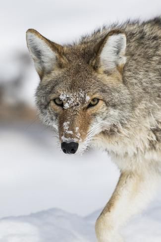 size: 12x8in Photographic Print: Wyoming, Yellowstone National Park, a coyote walking along the a snowy river during the wintertime. by Elizabeth Boehm : Snowy River, Beautiful Wolves, Animal Antics, Favorite Animals, Cute Wild Animals, Cute Memes, Wild Things, Yellowstone National, Yellowstone National Park