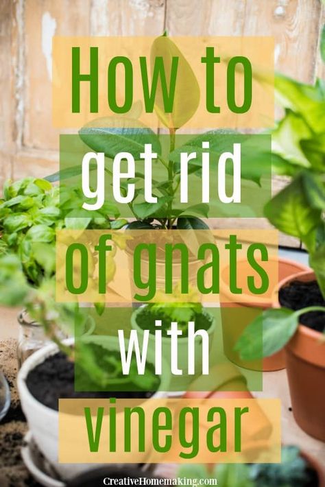 Diy Gnat Spray, Homemade Gnat Trap, Gnat Spray, Gnats In House Plants, Fruit Flies In House, Gnat Trap, How To Get Rid Of Gnats, Gnat Traps, Natural Mosquito Repellant