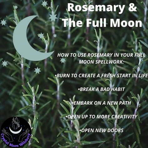 Full Moon Herbs, Full Moon 2023, Full Moon Magick, Full Moon Taurus, Moon Herbs, February Full Moon, November Full Moon, Celtic Tree Calendar, Full Moon In Virgo