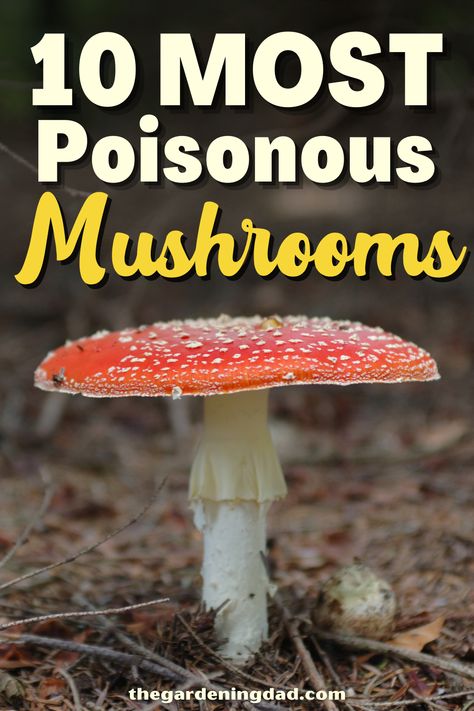 Poisonous Mushrooms Illustration, Types Of Mushrooms Chart, Mushrooms In The Wild, Wild Mushrooms Identification, How To Get Rid Of Food Poisoning, Dangerous Mushrooms, Mushroom Identification Chart, Edible Mushrooms Chart, Fungi Identification