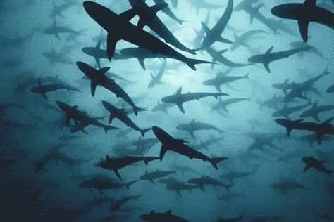 favd_radic0le-December 13 2016 at 11:19PM Shark Wallpaper Laptop, Shark Header, Aquarium Gif, Sea Gif, Shark Banner, Shark Gif, Swimming Gif, Ocean Gif, Water Gif