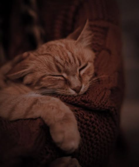 Baby Cats Cute, Gryffindor Aesthetic, Irish Roots, Hogwarts Aesthetic, Animals Cute, Harry Potter Aesthetic, Cat Sleeping, Cat Aesthetic