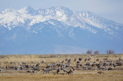 Monte Vista National Wildlife Refuge, Alamosa: See 83 reviews, articles, and 13 photos of Monte Vista National Wildlife Refuge, ranked No.1 on TripAdvisor among 12 attractions in Alamosa. Monte Vista Colorado, Shorebirds, Colorado Springs, Travel Fun, Great Places, Habitat, Places Ive Been, Places To See, Trip Advisor