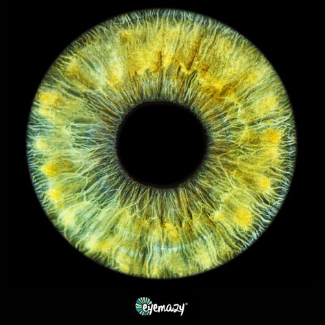 Catch a glimpse of our stunning iris of the week, showcasing the rare beauty of green eyes! Only 2% of the world is lucky enough to rock this gorgeous hue 💚👀 #IrisOfTheWeek #irisphotography #photographylondon #hiddengem #london #londonexperience #thingstodoinlondon Yellow Green Eyes, Eye Iris, Iris Eye, Eye Close Up, Green Eye, Things To Do In London, Rare Beauty, London Photography, Green Eyes