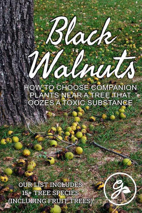 The roots of a Black Walnut tree ooze a substance that discourages other plants from growing well. However, there are species of plants that will grow and thrive in this type of location. Click below for a listing of good companion trees to plant near black walnuts. Walnut Tree Landscaping, Walnut Tree Garden, Walnut Tree Guild, Black Walnut Tree Gardening, Pecan Trees Growing, Growing Pecan Trees, Backyard Orchard, Historical Food, Walnut Flooring