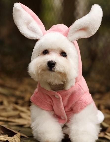 Anjing Poodle, Bunny Costume, Pink Bunny, White Dog, Bunny Ears, Bichon Frise, Maltese, Adorable Animals, I Love Dogs