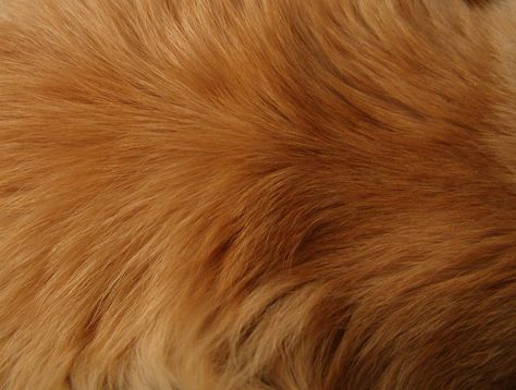 Fur texture II by AnnFrost-stock Golden Retriever Grooming, Pillars Of Eternity, Golden Retriever Mix, Fur Texture, Animal Fur, Gold Aesthetic, Golden Retriever Puppy, Retriever Puppy, Animal Skin