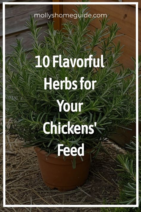 Discover the best herbs for chickens to add to your chicken feed and enhance their health naturally. Consider adding dried herbs like thyme, oregano, and lavender to provide beneficial nutrients and boost chicken nutrition. Explore homemade chicken feed for layers with the addition of these herbal supplements to improve overall chicken health. Incorporating herbs into your chickens' diet can be a great way to create a natural chicken feed that supports their well-being. Herbs For Animals, Best Herbs For Chickens, Spices For Chicken Feed, Herbs To Feed Your Chickens, Herbs For Chickens To Eat, Homemade Chicken Feed For Layers, Herbs To Add To Chicken Feed, Herb Knowledge, Organic Chicken Feed Recipe