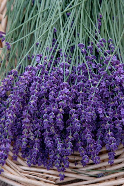 Lavender Lavender Cottage, Growing Lavender, Lavender Garden, Lavender Plant, Lavender Farm, Lovely Lavender, French Lavender, All Things Purple, Lavender Blue