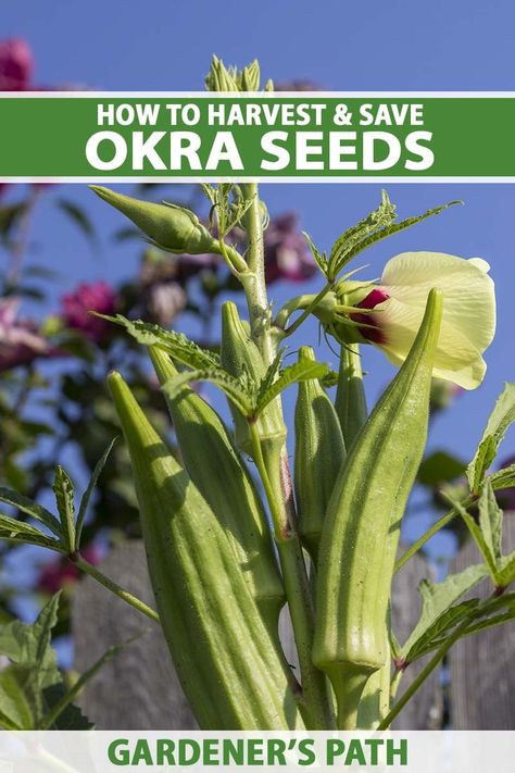 A close up vertical image of okra pods growing in the garden pictured in bright sunshine on a blue sky background. Grow Okra, Growing Okra, Okra Plant, Okra Seeds, Backyard Vegetable Gardens, Raised Garden Beds Diy, Seed Shop, Seed Saving, Summer Vegetable