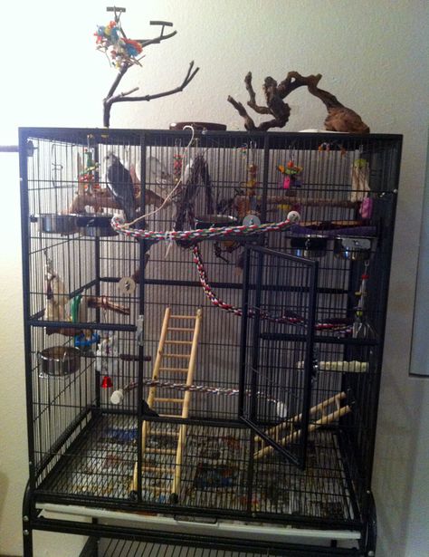 Cockatiel Cage Setup, Bird Cage Setup, Bird Enclosure, Conure Cage, Budgie Cage, Diy Bird Cage, Cockatiel Cage, Parakeet Cage, Pet Bird Cage