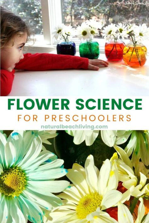 This is always a favorite Spring Science Experiment. Flower Science Activities for Preschool and Kindergarten are fun Color changing flowers, Flower Science for kids delights your senses and brings lots of observation. Add this to your spring lesson plans. Color Changing Flowers, Science Activities For Preschool, Stem Ideas For Kids, Spring Science Experiments, Spring Science Activities, Kids Nature Activities, Flower Science, Environmental Activities, Spring Lesson Plans