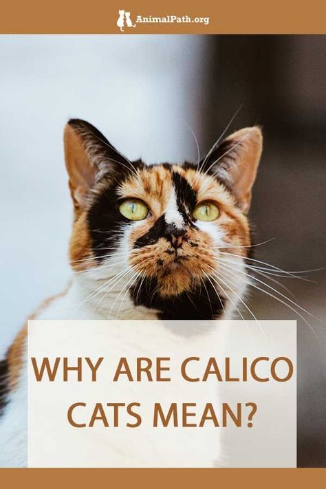 Long Haired Calico Cat, Caliby Cat, Calico Cat Personality, Calico Cat Facts, Calico Kittens, Calico Cats, Drawing Help, Cats Photos, Calico Kitten