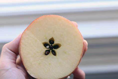 10 Ways to Use Apples in Witchcraft - Moody Moons Tarot Tricks, Using Apples, Apple Picking Season, Witchy Tips, Witch Herbs, Witch Coven, Which Witch, Apple Season, Modern Witch