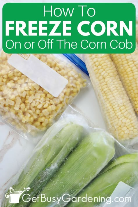 Are you a vegetable gardener interested in learning how to freeze corn from the garden? I’ve included everything you need to know about how to freeze corn on the cob in the husks or off the cob in just a few simple steps. I’ve also shared details on how to blanch corn if you choose to freeze it that way or freezing corn raw. Learn an easy way to freeze and store it as well. Food preservation is key to preserving your garden corn at peak freshness. #vegetablegardeningforbeginners Freezer Sides, Blanching Corn, Freezing Fresh Corn, Freezing Corn, Dinner Ideas Main Dishes, Sweet Corn Recipes, Freezing Vegetables, Boiled Corn, Make Ahead Freezer Meals