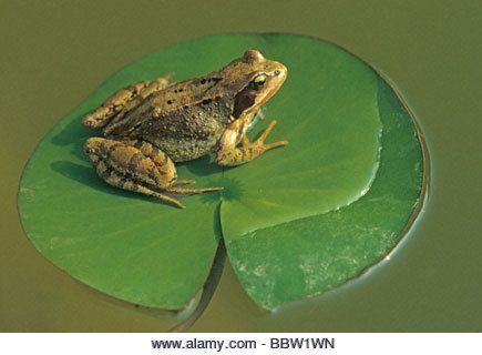 Frog On Lily Pad, Common Frog, Frog Rock, Lilies Drawing, Animal Paintings Acrylic, Frog Coloring Pages, Pond Painting, Frog Sitting, Frog Pictures