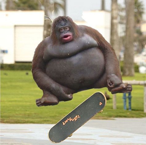 Skateboard Memes, Meme Lord, Memes Funny, Dankest Memes, Skateboard, Funny Memes, Iphone, Memes, Funny