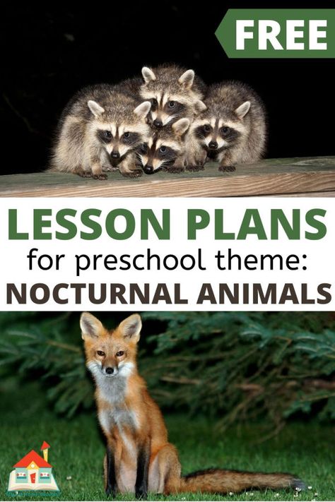 Try these free nocturnal animals lesson plans for preschoolers. These free preschool lesson plans feature 16+ activities to teach about nocturnal animals. These Nocturnal Animal Themed lesson plans for preschoolers include all the core subjects. Teach younger children about the curious nightlife of nocturnal animals with these free nocturnal animal lesson plans for preschoolers. Nocturnal Animals Kindergarten, Animal Lesson Plans, Free Preschool Lesson Plans, Nocturnal Animals Activities, Forest Animals Preschool, Themed Lesson Plans, Lesson Plans For Preschool, Animal Crafts Preschool, Animal Activities For Kids