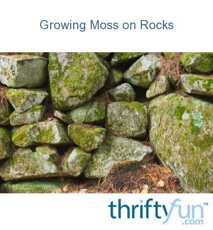 Moss And Rock Garden, How To Grow Moss On Rocks, Grow Moss On Concrete, Moss On Rocks, Growing Moss On Rocks, Grow Moss On Rocks, Different Types Of Moss, Moss Covered Rocks, Moss Growing On Statue