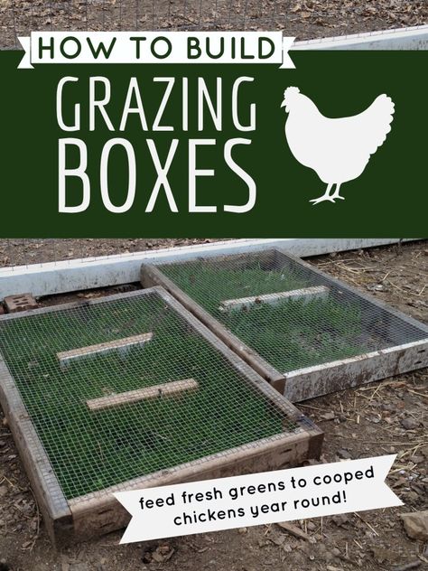 Chicken Grazing Boxes, Urban Chicken Farming, Grazing Boxes, Portable Chicken Coop, Chicken Pen, Urban Chickens, Backyard Chicken Farming, Raise Chickens, Best Chicken Coop